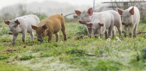 Der Oberste Gerichtshof befasst sich mit dem Tierschutz im Rahmen einer Anfechtung eines kalifornischen Gesetzes, das eine artgerechte Aufzucht von Schweinefleisch vorschreibt