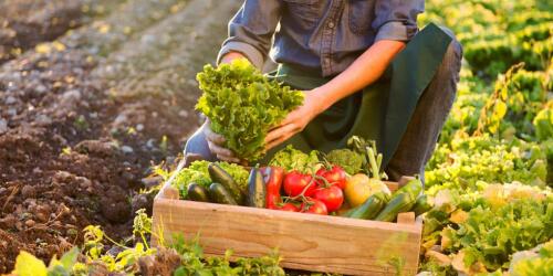 Vom besten Landwirt bis zum besten Unternehmen, die europäischen Bio-Awards