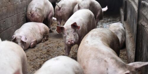 Zum Schutz der Tiere sind mehr Kontrollen in landwirtschaftlichen Betrieben und Schlachthöfen erforderlich