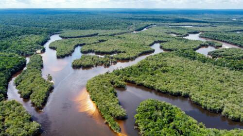 Ein Bericht von Amazon enthüllt, wie Gewinne aus Umweltverbrechen gewaschen werden