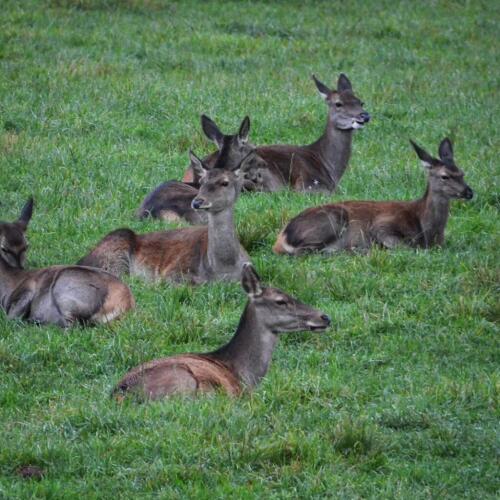 Der Staatsrat rettet 500 Hirsche aus den Abruzzen:Der Berufung der Tierschützer wurde stattgegeben