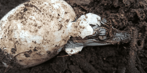 60 siamesische Krokodilbabys wurden in Kambodscha geboren