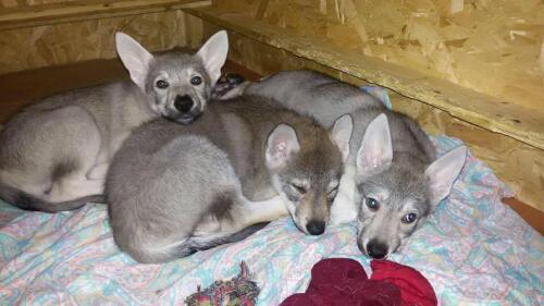 Tiere.Sie schufen Wolf-Hund-Hybriden zum Verkauf.Zwei Verurteilungen in Viterbo