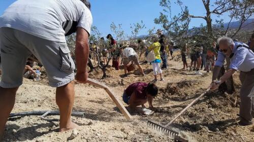 Auf Sardinien starten die Komitees den „Aufstand der Olivenbäume“ gegen Energiespekulation