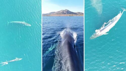 Walmutter und Kalb schwimmen in Asinara, das Video verzaubert das Internet