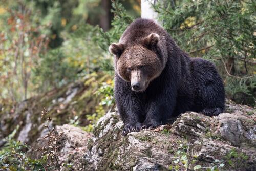 Im Trentino greift ein Bär einen Touristen an und verletzt ihn an Beinen und Armen