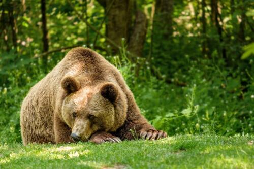 Auf Wiedersehen, Caterina, die Bärin, das Maskottchen des Maiella-Nationalparks