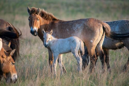 Kazakhstan, after two centuries wild horses have returned to the steppe