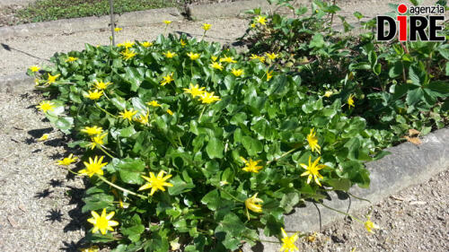 The big Dutch problems:Amsterdam announces crackdown on "wild planter"