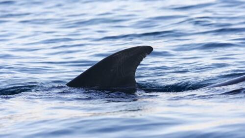 Shark near the beach, the alarm goes off but it was only a blue shark.What's the difference?