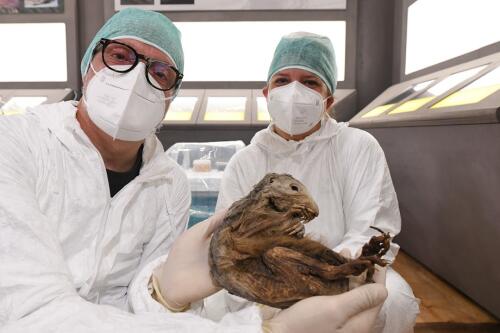 The oldest mummy in Italy is 6,600 years old and lived on Monte Rosa