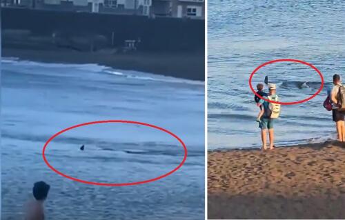 Shark spotted on shore:panic on the beaches of Gran Canaria