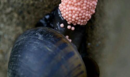 Be careful of pink eggs in gardens, they could be from 'apple snail':are banned by the EU