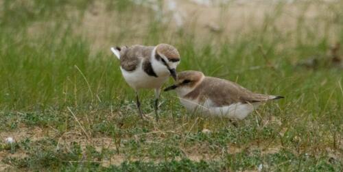 Hospitable Romagna?Not for the brothers:zero nests on beaches for the first time in 12 years