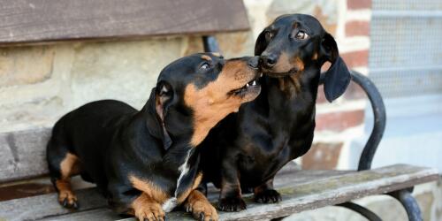 Dachshunds, a breed at risk due to reckless selection