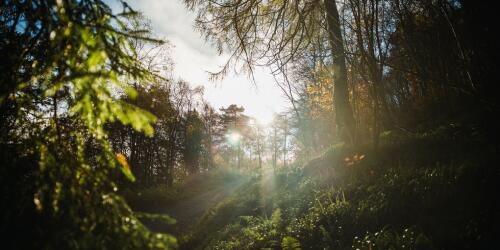 Forests are a biodiversity heritage:these three startups take care of it