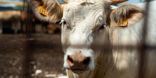 Transport of live animals, the terrible journeys by sea from Spain to the Middle East and North Africa