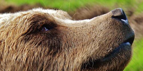 Trento, the JJ4 bear is safe:will be moved to the Black Forest