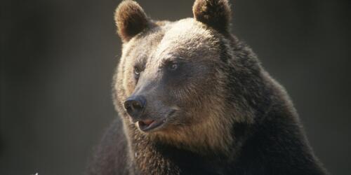 Kill 8 bears a year between now and 2026, the decision of the Province of Trento