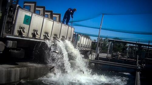 An investigation byessereanimali shows that intensive fish farming is unsustainable