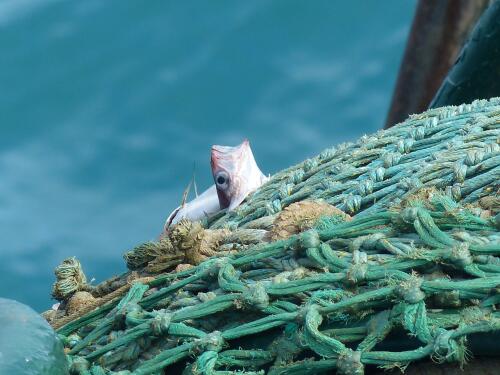 Greece will be the first European country to ban trawling