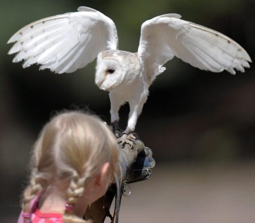 The barn owl is smaller and has changed color due to climate change