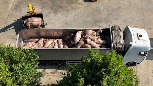 In some Italian farms hundreds of pigs have been killed with gas