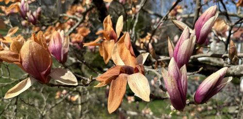 Climate change is shifting the zones where plants grow – here’s what that could mean for your garden