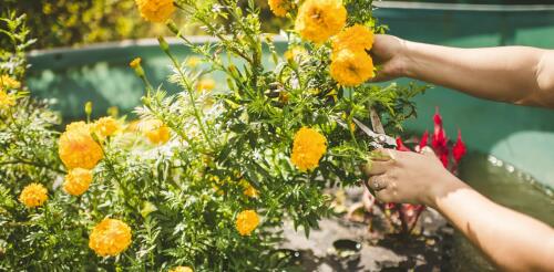 Flowers grown floating on polluted waterways can help clean up nutrient runoff and turn a profit