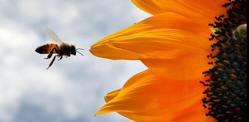 ‘Inert’ ingredients in pesticides may be more
toxic to bees than scientists thought