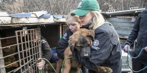 South Korea will ban dog meat starting in 2027