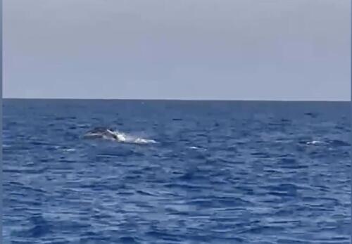 Over 200 dolphins off the coast of Ischia, the extraordinary sighting in the Tyrrhenian Sea – The video