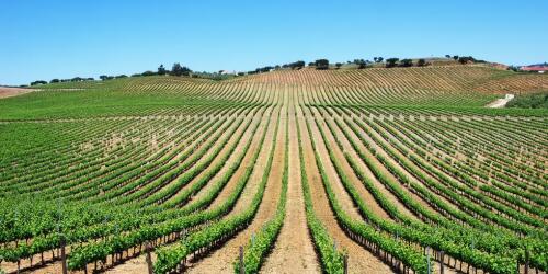 Artificial intelligence searches for vineyard land from space with the Italian startup Terroir from Space