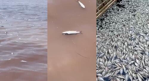 Fish kill in Orbetello.What happens and why anoxia is now a chronic problem