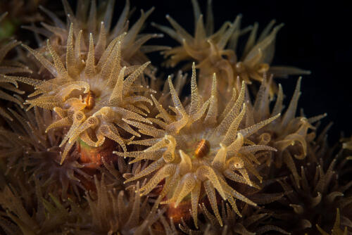 About a hundred unknown oceanic species have been discovered in New Zealand