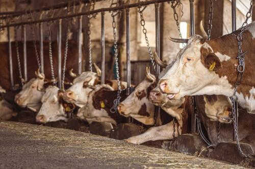 In Lombardy, air pollution increases by 25% due to intensive farming