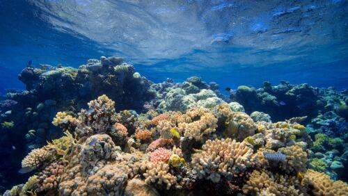 Dozens of coral reefs have been restored in Indonesia in just four years