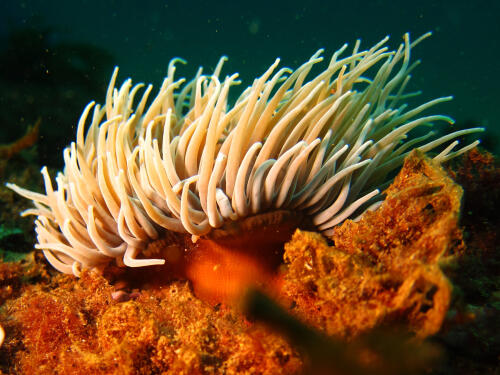 Over one hundred potential new species have been discovered in Chile's seamounts