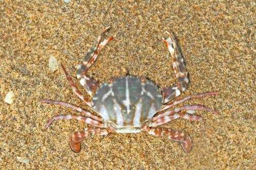 A new species arrives in the Adriatic Sea:here is the crucified crab, it can weigh up to a kilo