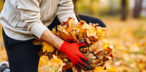 Want a healthier lawn? Instead of bagging fall leaves, take the lazy way out and get a more environmentally friendly yard