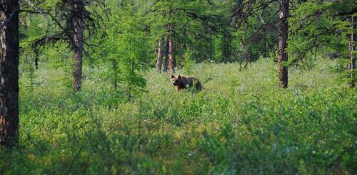 The world’s boreal forests may be shrinking as climate change pushes them northward