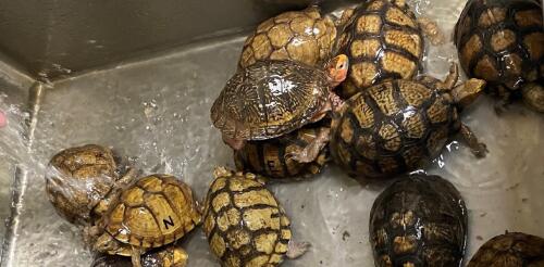 There’s a thriving global market in turtles, and much of that trade is illegal