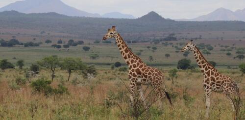 Giraffes range across diverse African habitats − we’re using GPS, satellites and statistics to track and protect them