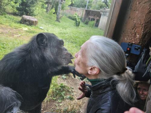 Jane Goodall at the Bioparco in Rome, tenderness with the chimpanzee Pipi