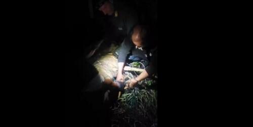 VIDEO/Roe deer trapped in Milan, watch the intervention