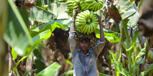 Why bananas are put at risk by climate change and why the solution is biodiversity