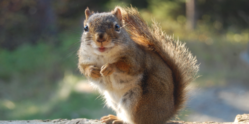 The squirrel, a cute but intrusive rascal