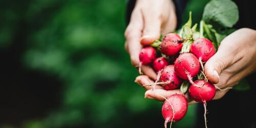 Radishes:health benefits, uses in cooking and contraindications