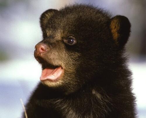 In Trentino, a bear cub crosses the road and is hit by a car