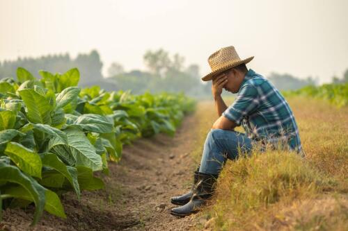 New free GMOs:the European Parliament approves with the decisive support of Italy